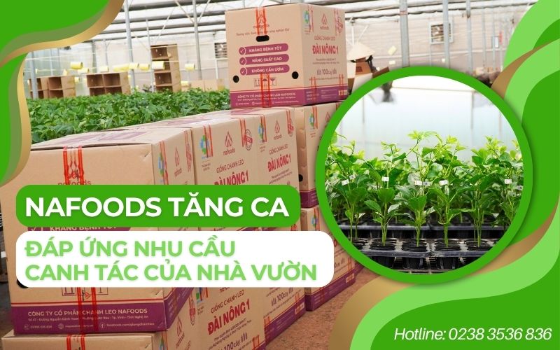 Viện giống chanh leo nafoods tăng ca sản xuất