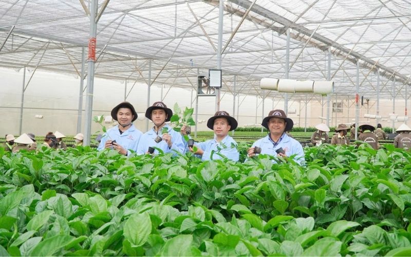 cây giống chanh leo nafoods