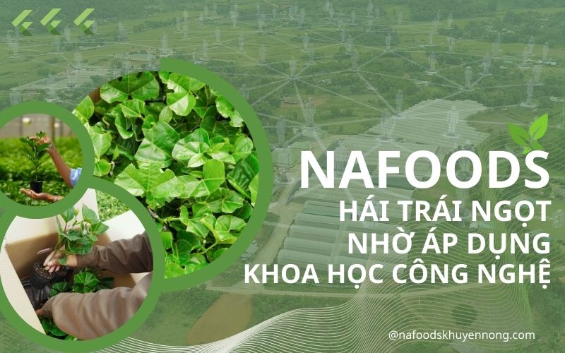 nafoods group hái trái ngọt nhờ áp dụng khoa học công nghệ