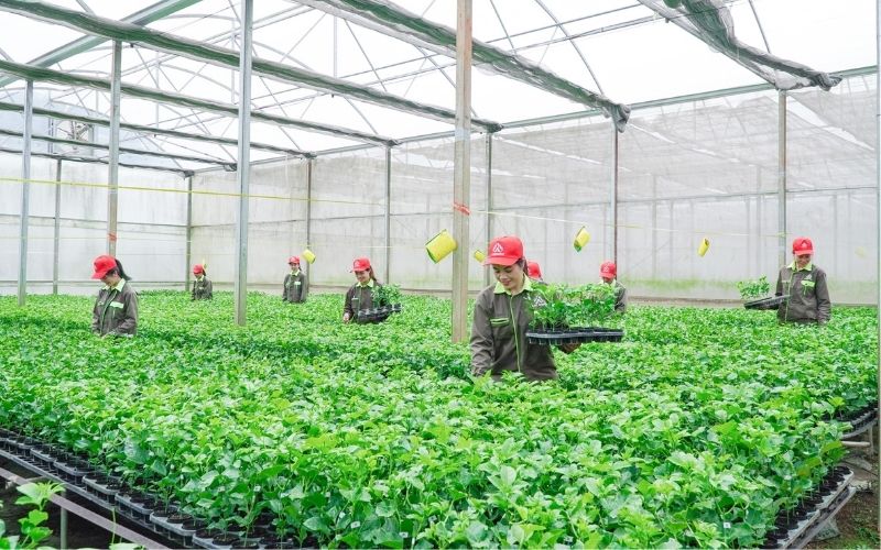 quy trình trồng và chăm soc cây giống chanh leo