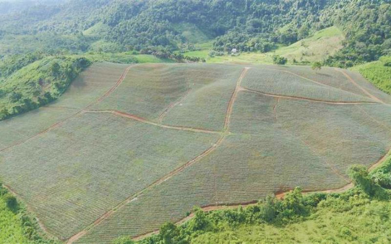vùng trồng dứa nafoods