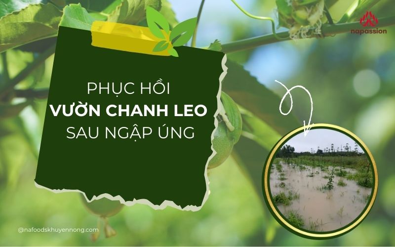 biện pháp xử lý vườn chanh leo sau ngập úng